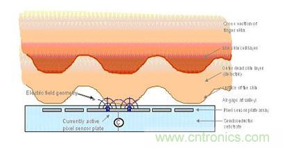 黑客竟能從手指照片復(fù)制指紋，指紋識(shí)別還安全嗎？