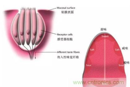 仿生傳感器的定義、原理、分類及應(yīng)用