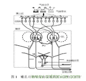 仿生傳感器的定義、原理、分類及應(yīng)用