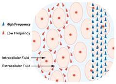  圖1.人體組織的電導率  因此，按照如上初步近似思路，模擬人體行為的電子電路可以建模如下：電阻Ri（細胞內電阻）與電容（細胞膜電容）串聯，二者與另一個電阻Re（細胞外電阻）并聯，如圖2所示2。人體的阻抗范圍在1 kHz左右的低頻時為10 kΩ至1 MΩ，在1 MHz左右的高頻時為1 kΩ至100 Ω。