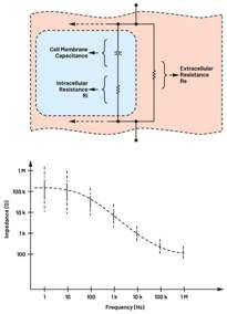  圖3.人體皮膚的三種主要RC分層模型：(a) Tregear、(b) Lykken、(c) Montague